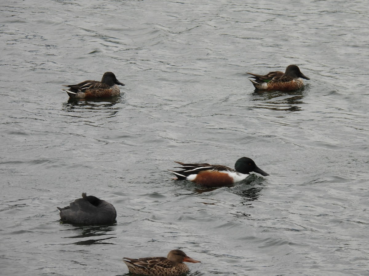 Northern Shoveler - ML383601531