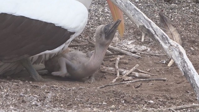 Nazca Booby - ML383601591