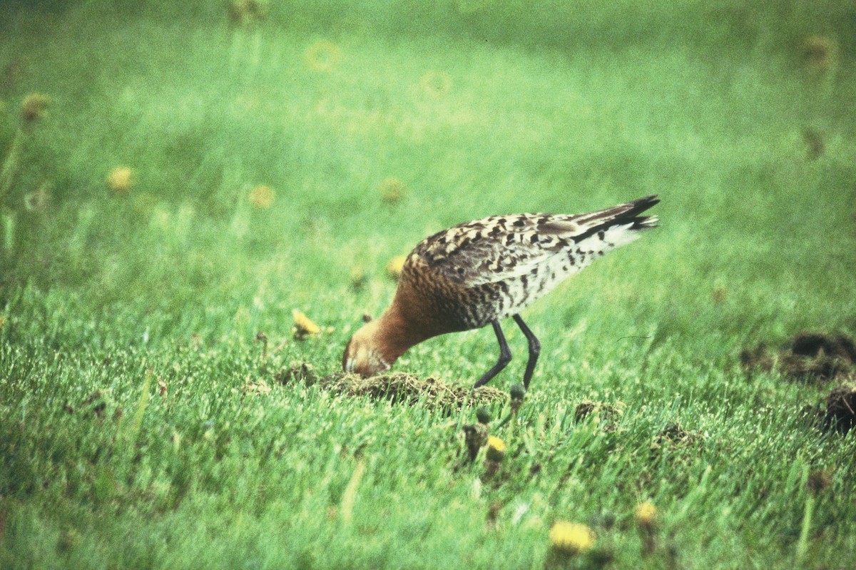 Black-tailed Godwit - ML383602001