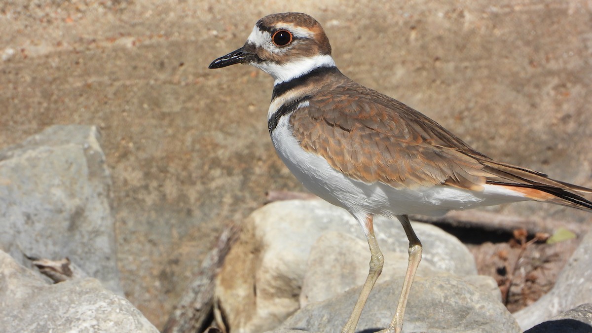 Killdeer - ML383602211
