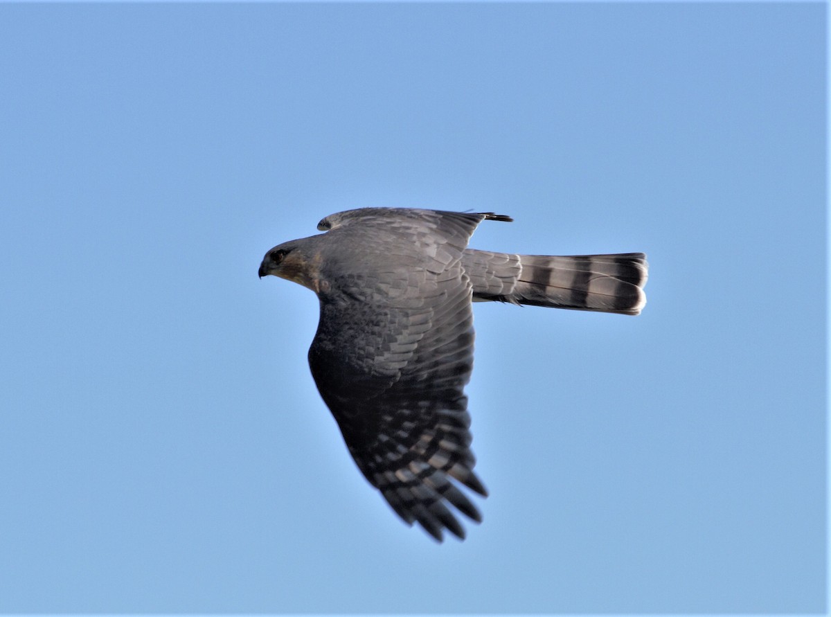 Sharp-shinned Hawk - ML383602781