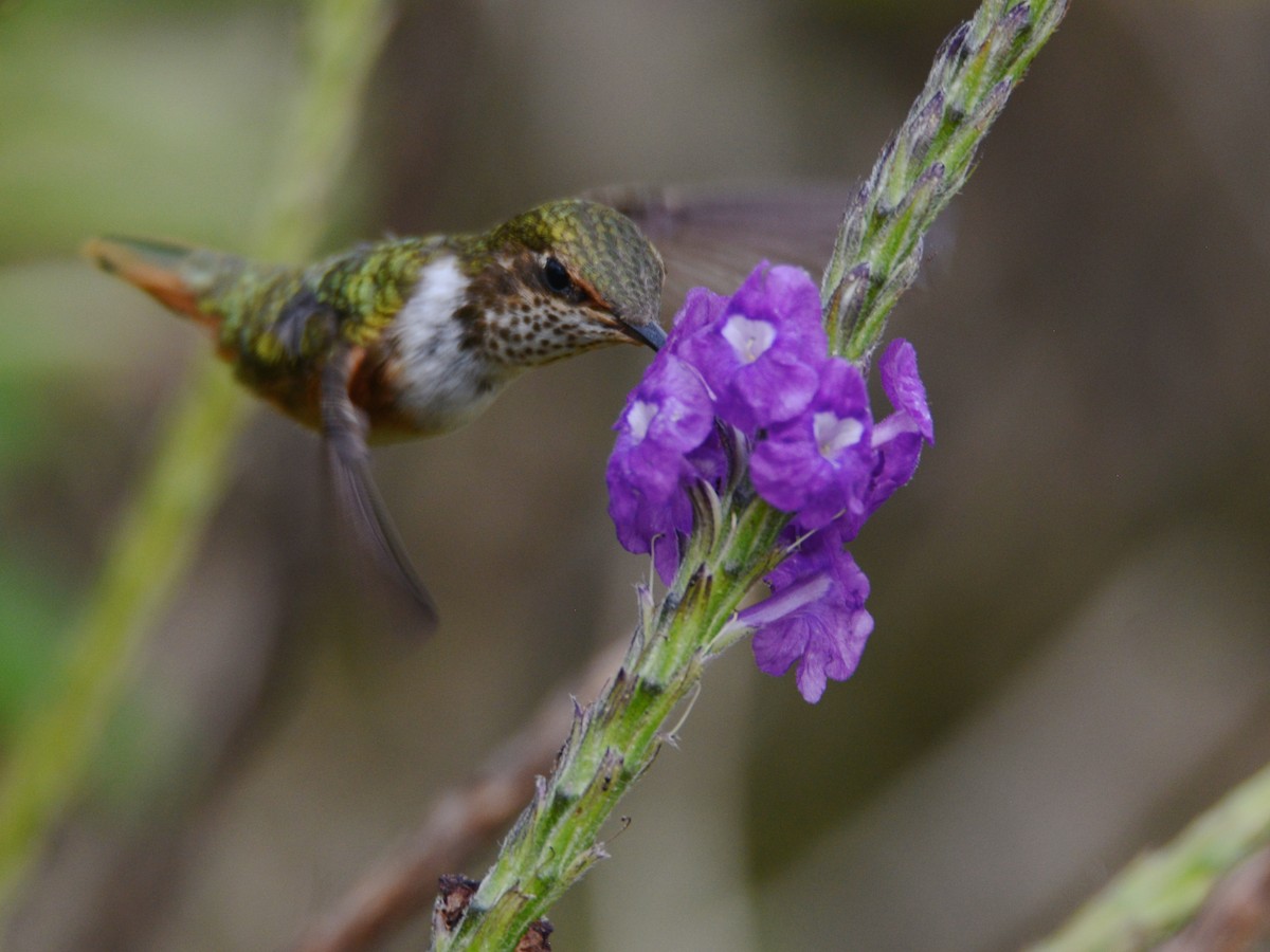 Scintillant Hummingbird - ML38360301