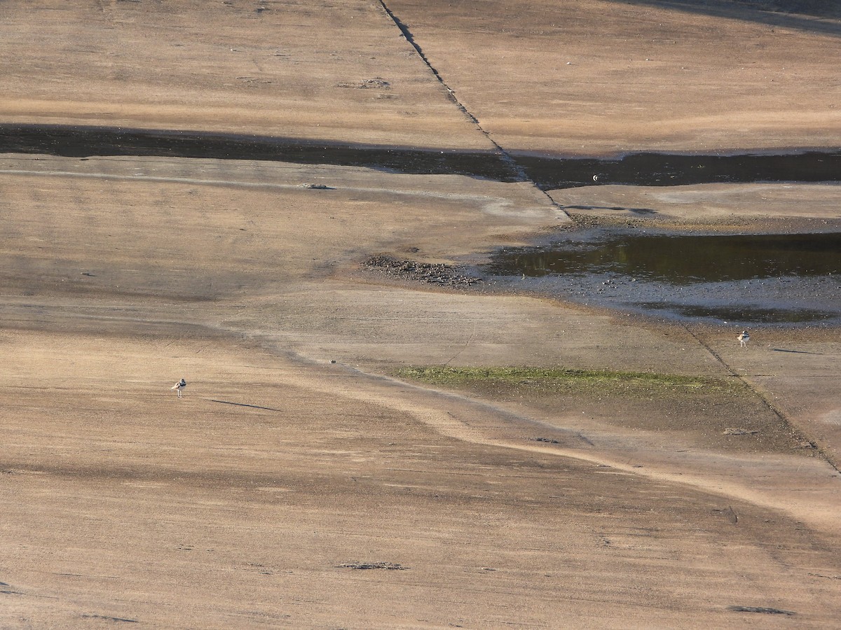 Killdeer - ML383605381