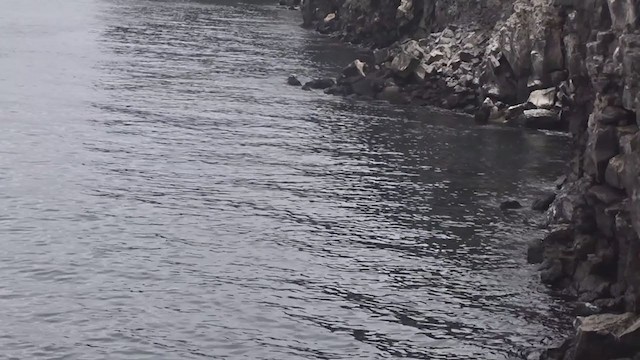 Galapagos Shearwater - ML383606611