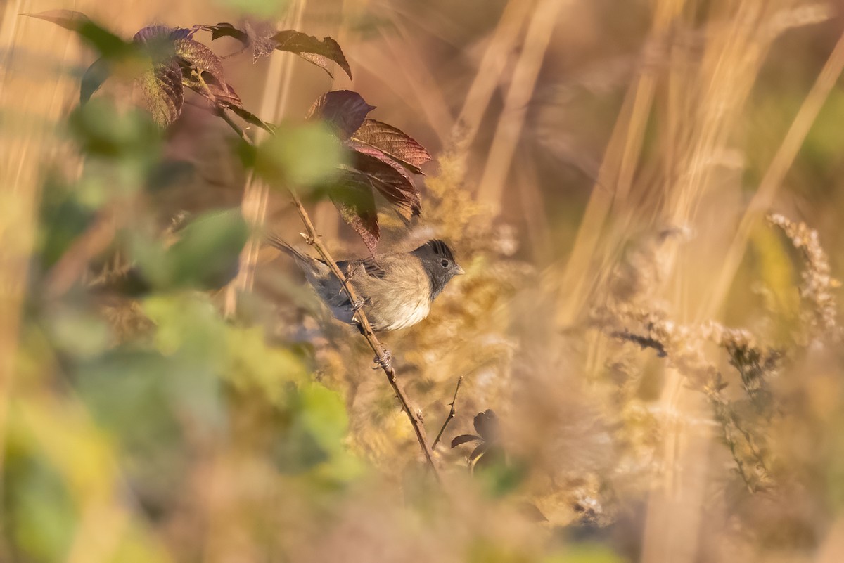 Indigo Bunting - ML383606841