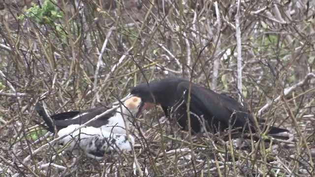 Great Frigatebird - ML383608031