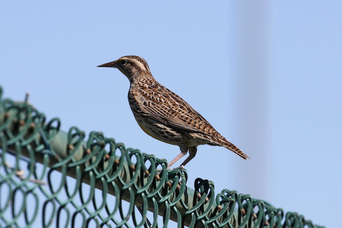 Western Meadowlark - ML383608731