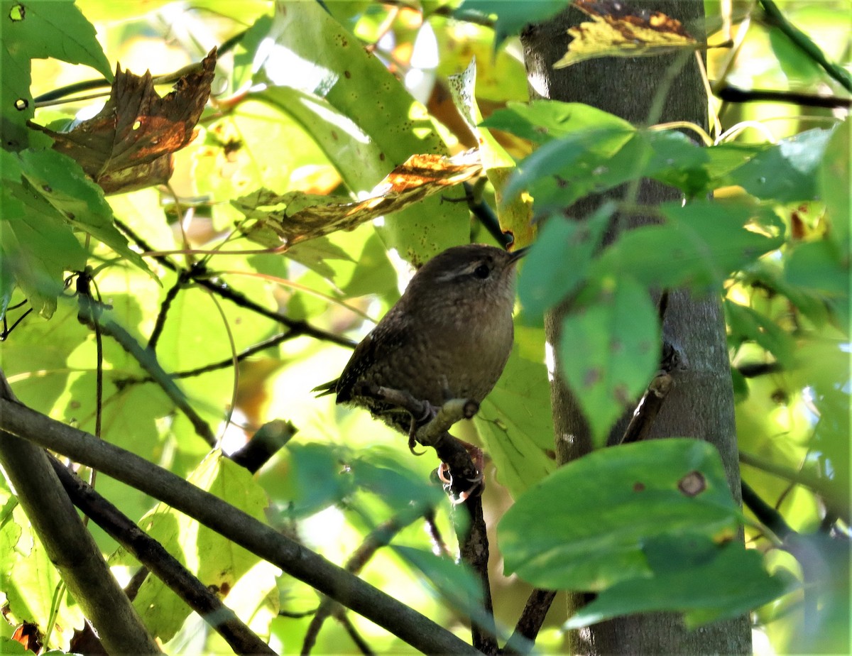 Winter Wren - ML383608921