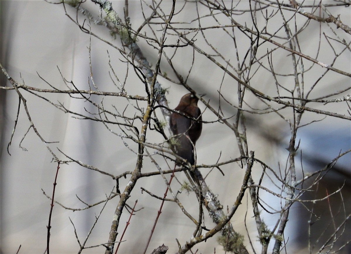 Rusty Blackbird - ML383608931