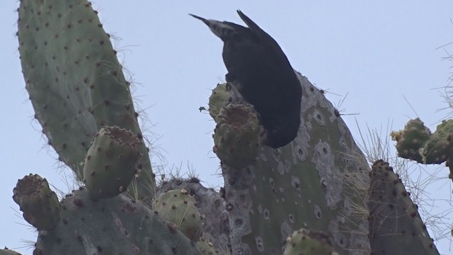 Genovesa Cactus-Finch - ML383609871