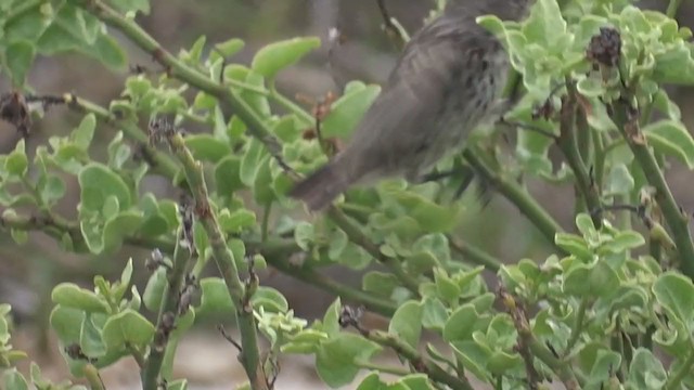 Vegetarian Finch - ML383610041