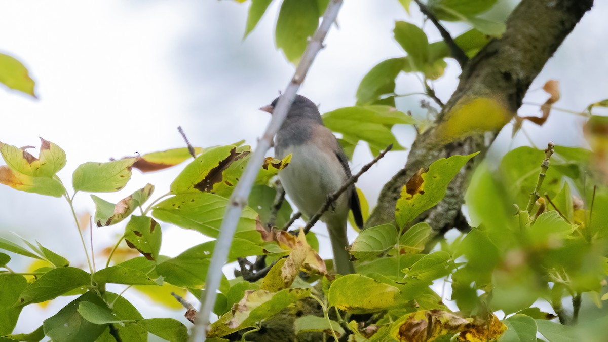 Dark-eyed Junco - ML383610371