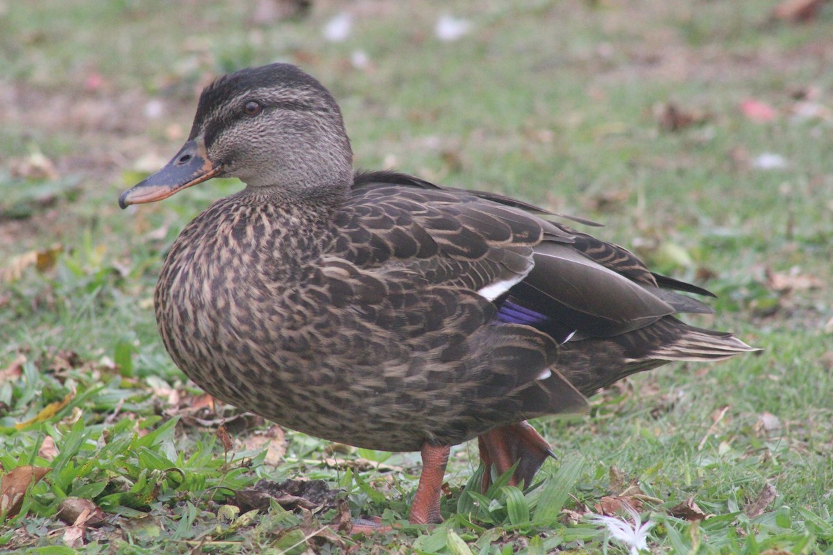 Mallard x American Black Duck (hybrid) - Keith Leonard