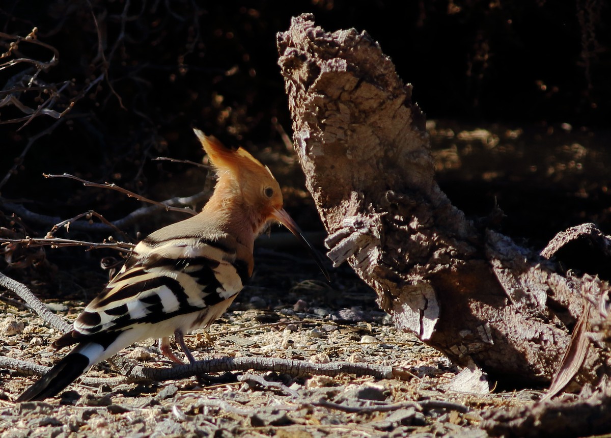 Eurasian Hoopoe (Eurasian) - Sérgio Correia