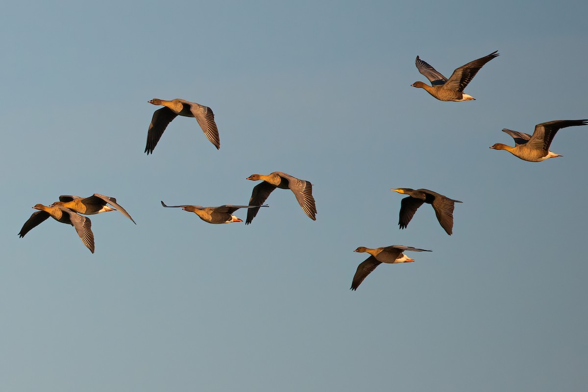 Pink-footed Goose - ML383613021