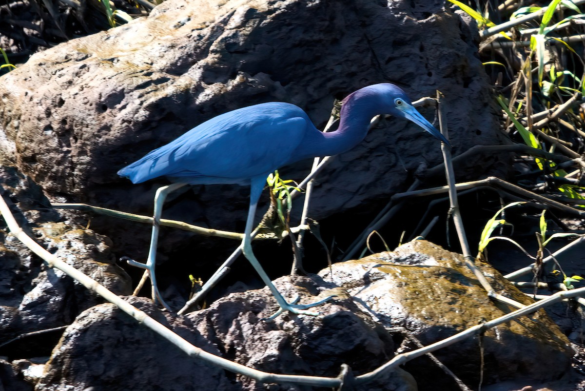 Little Blue Heron - ML383616641