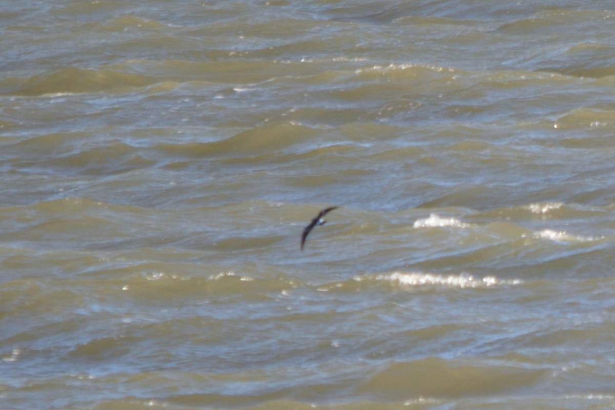 Wilson's Storm-Petrel - ML383616931