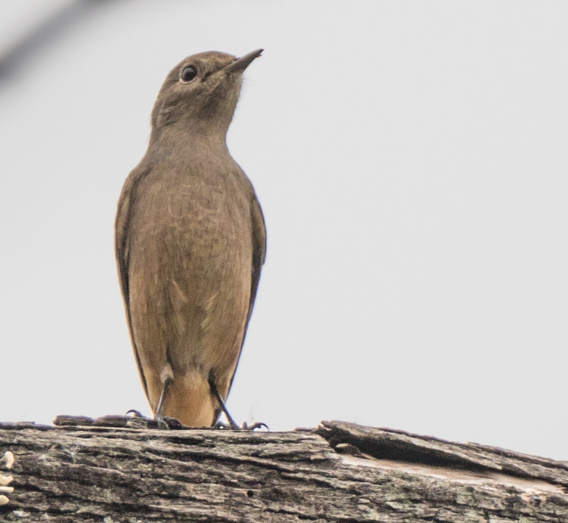 Pied Bushchat - ML38361721