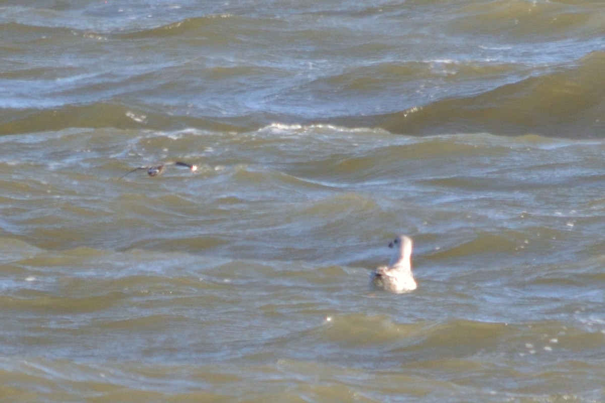 Wilson's Storm-Petrel - ML383617271