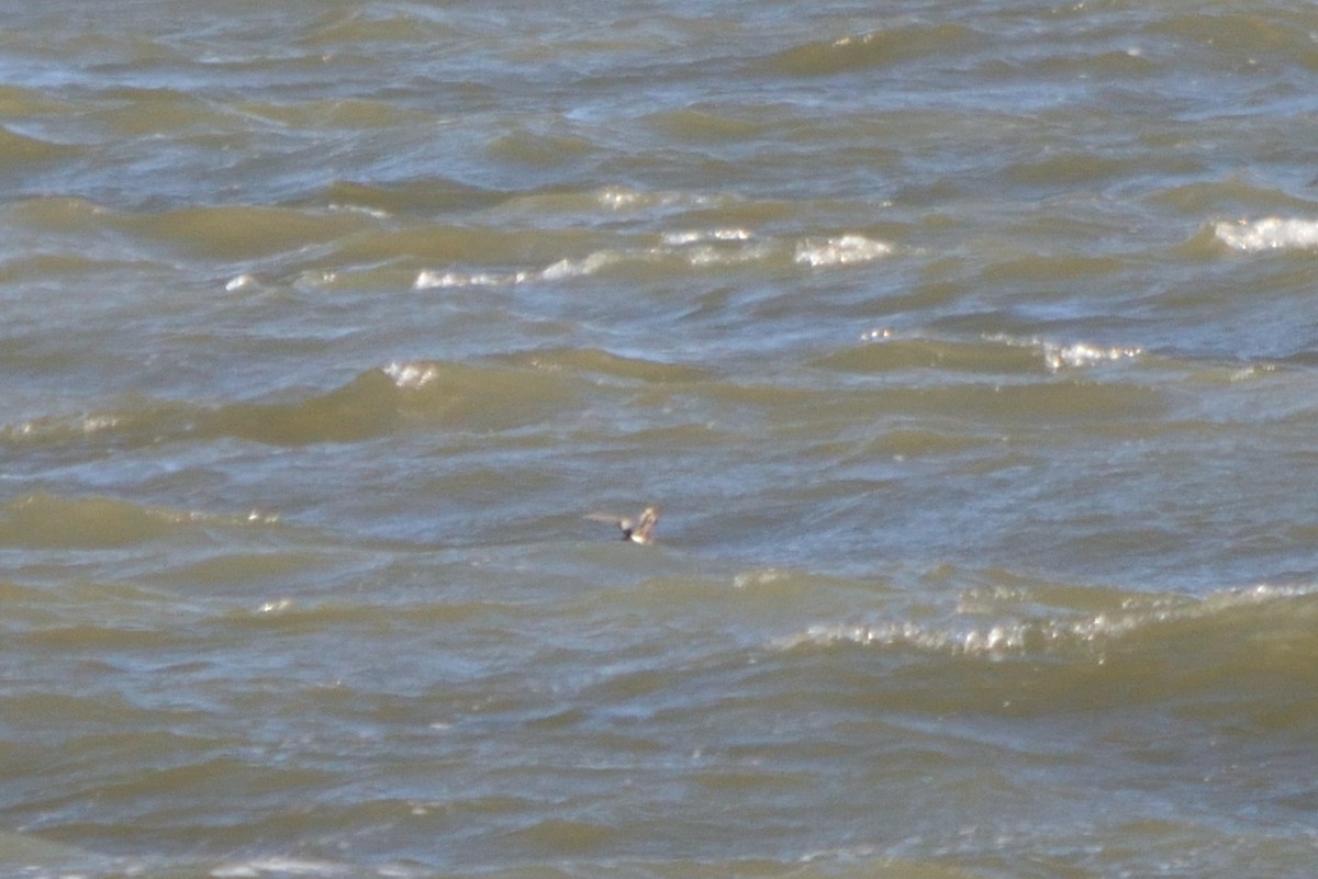 Wilson's Storm-Petrel - ML383617501