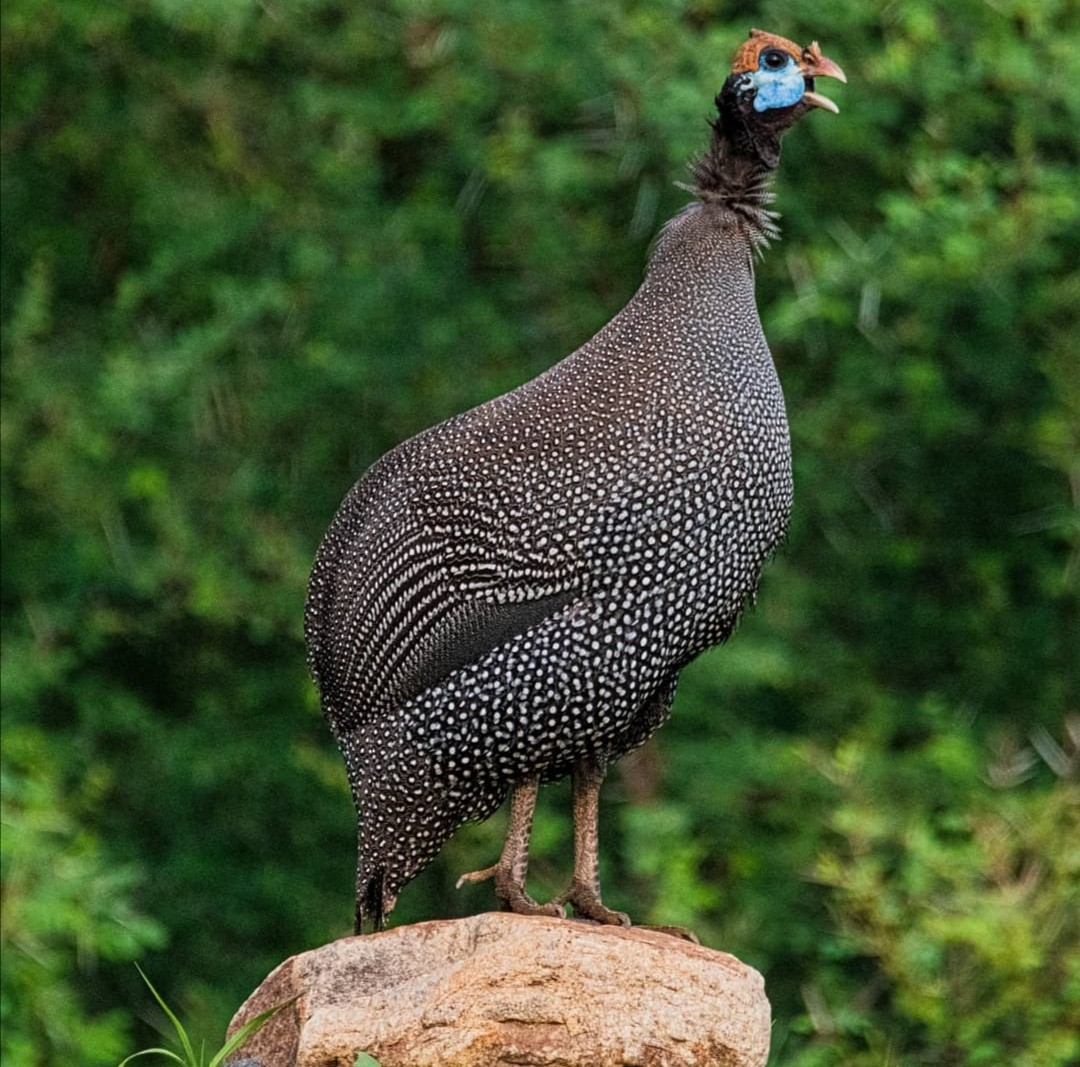 Helmeted Guineafowl - ML383626041