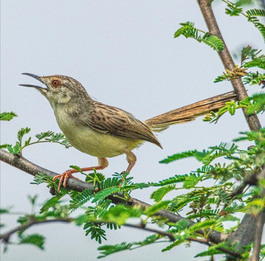 Prinia gracile - ML383626201