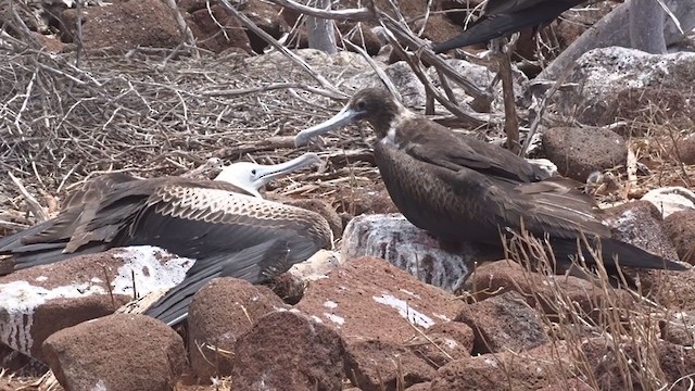 Magnificent Frigatebird - ML383626911