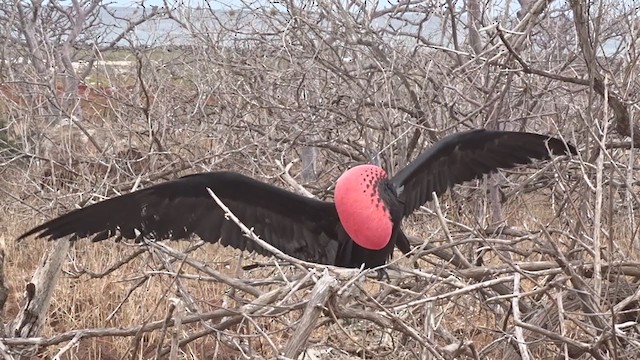 Magnificent Frigatebird - ML383627221