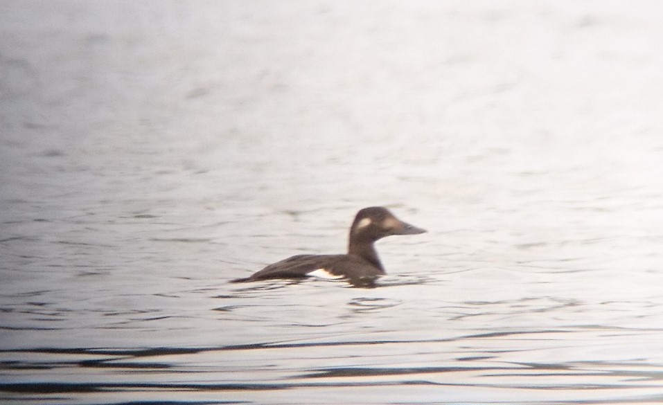 White-winged Scoter - ML383628631