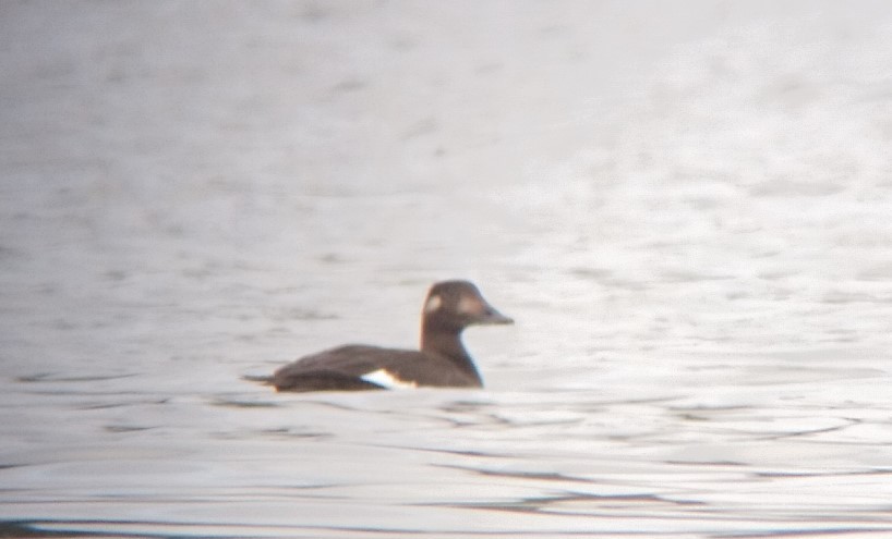 White-winged Scoter - ML383629051