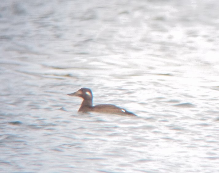 White-winged Scoter - ML383629371