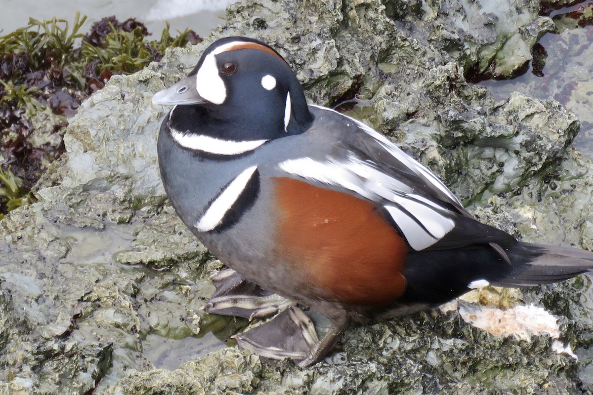 Harlequin Duck - ML383630881