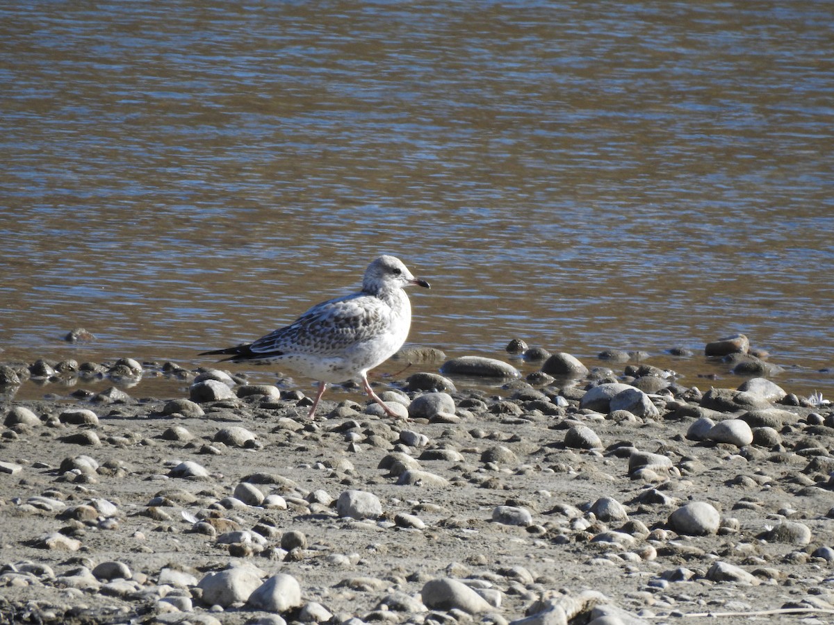 Short-billed Gull - ML383631191