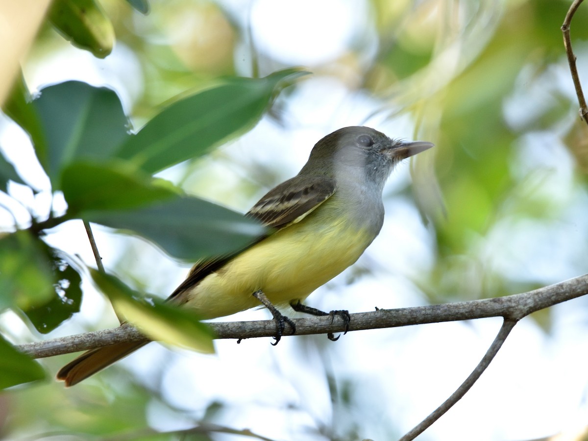 Great Crested Flycatcher - ML383631811