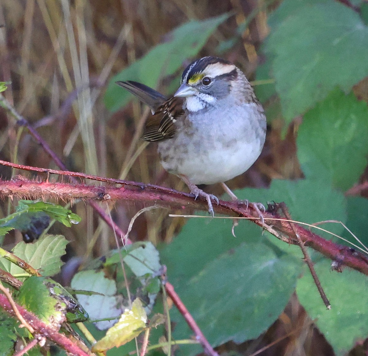 White-throated Sparrow - David Gibson