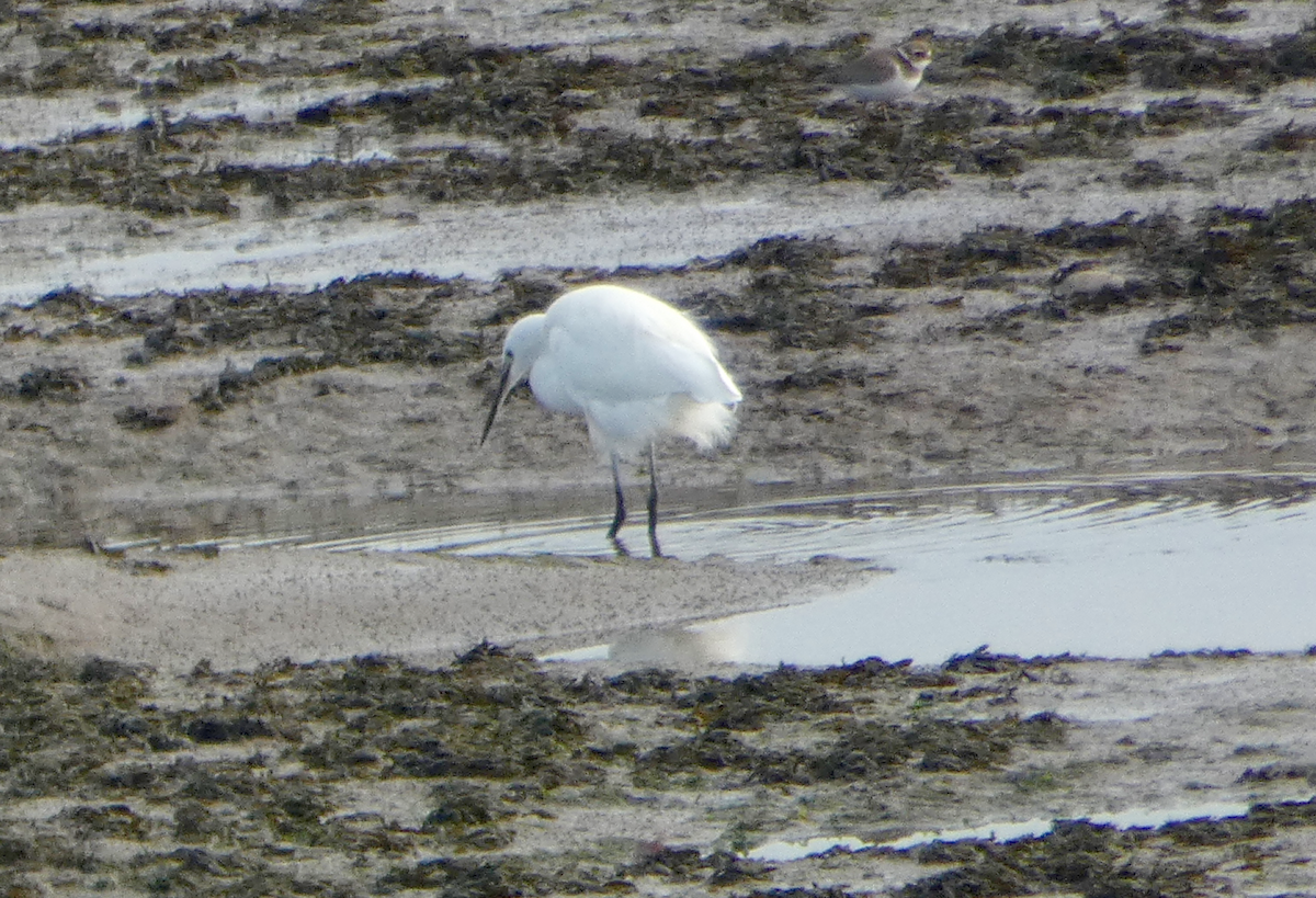 Little Egret - ML383633891