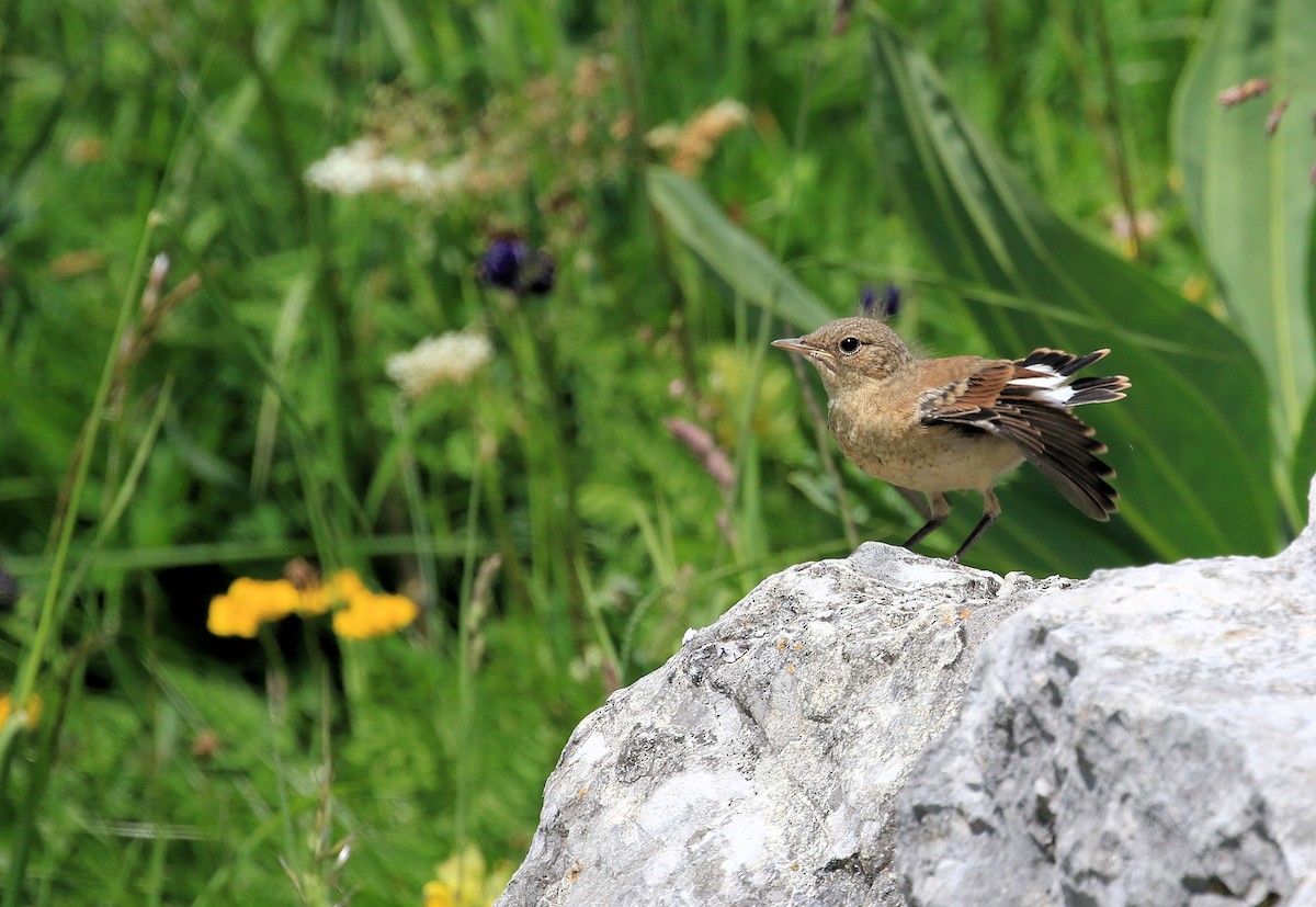 Northern Wheatear - ML38363411