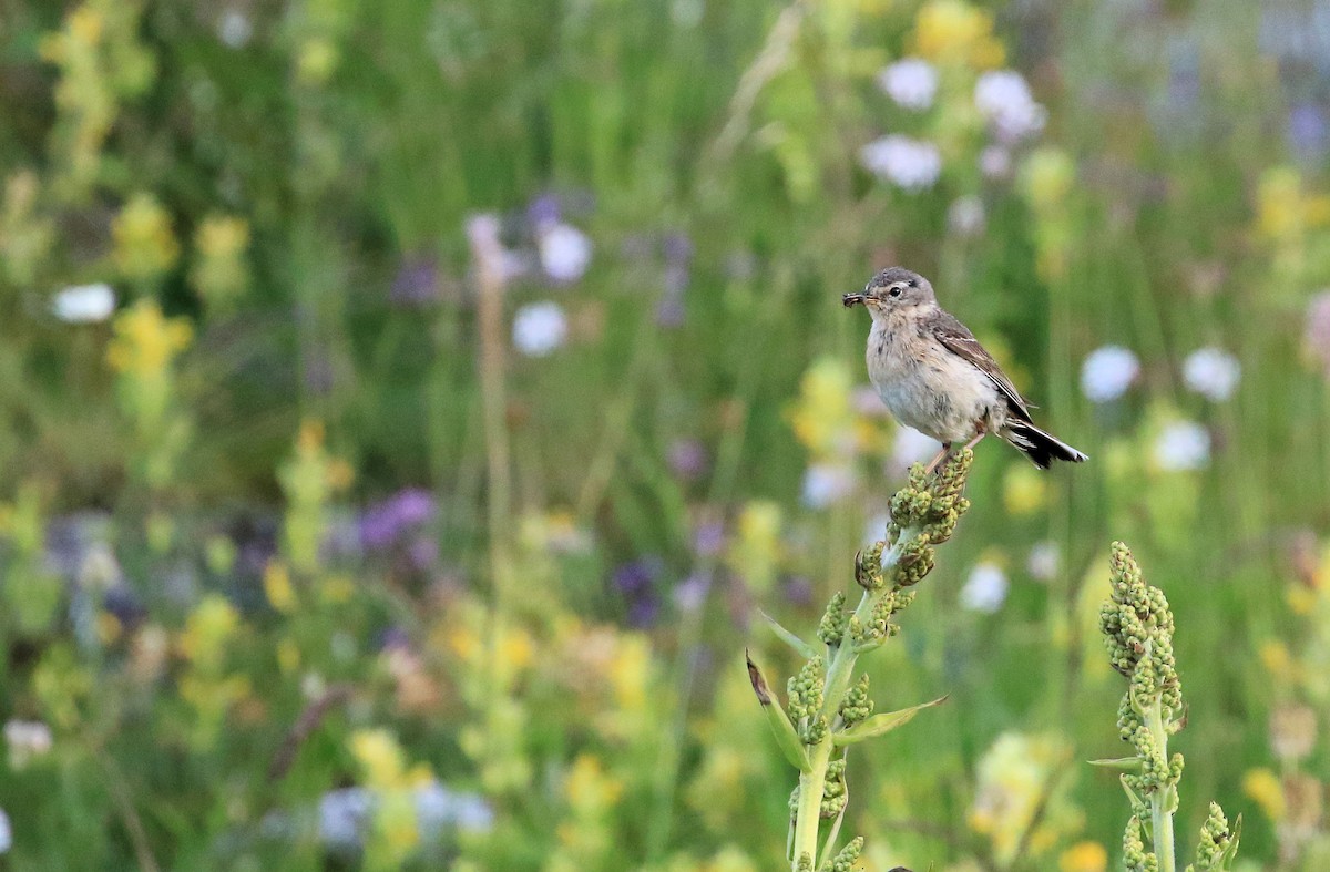 Water Pipit - ML38363471