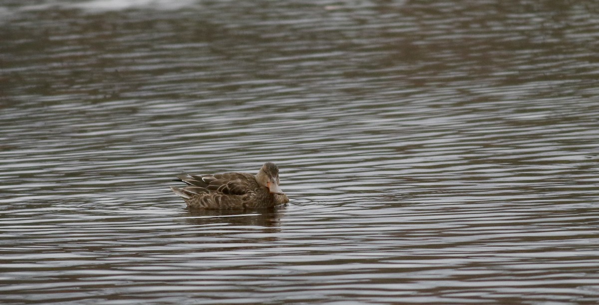 Northern Shoveler - Jay McGowan