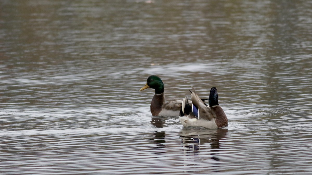 Canard colvert - ML38363531