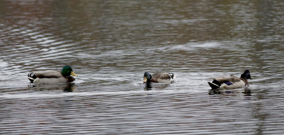 Canard colvert - ML38363541