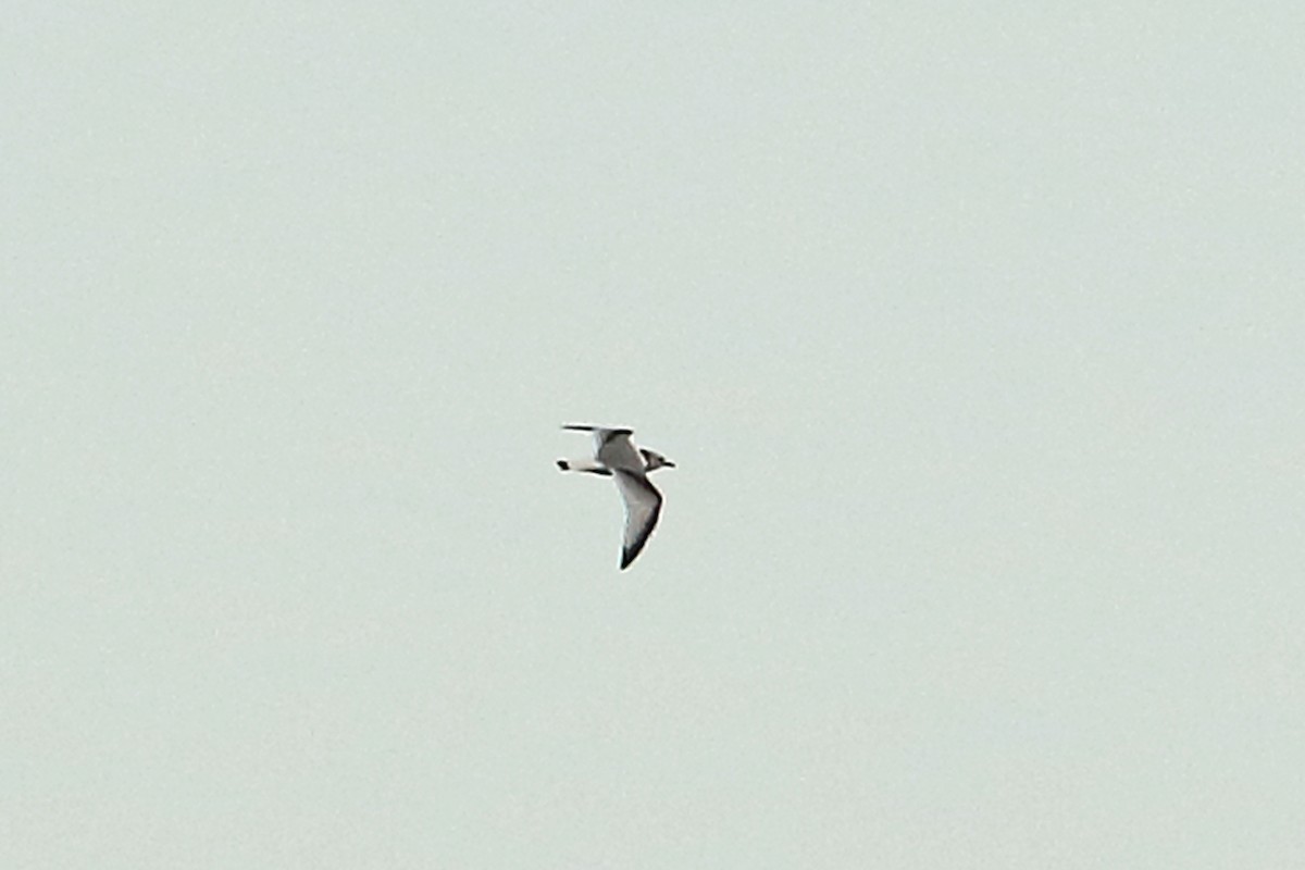 Black-legged Kittiwake - ML383635851