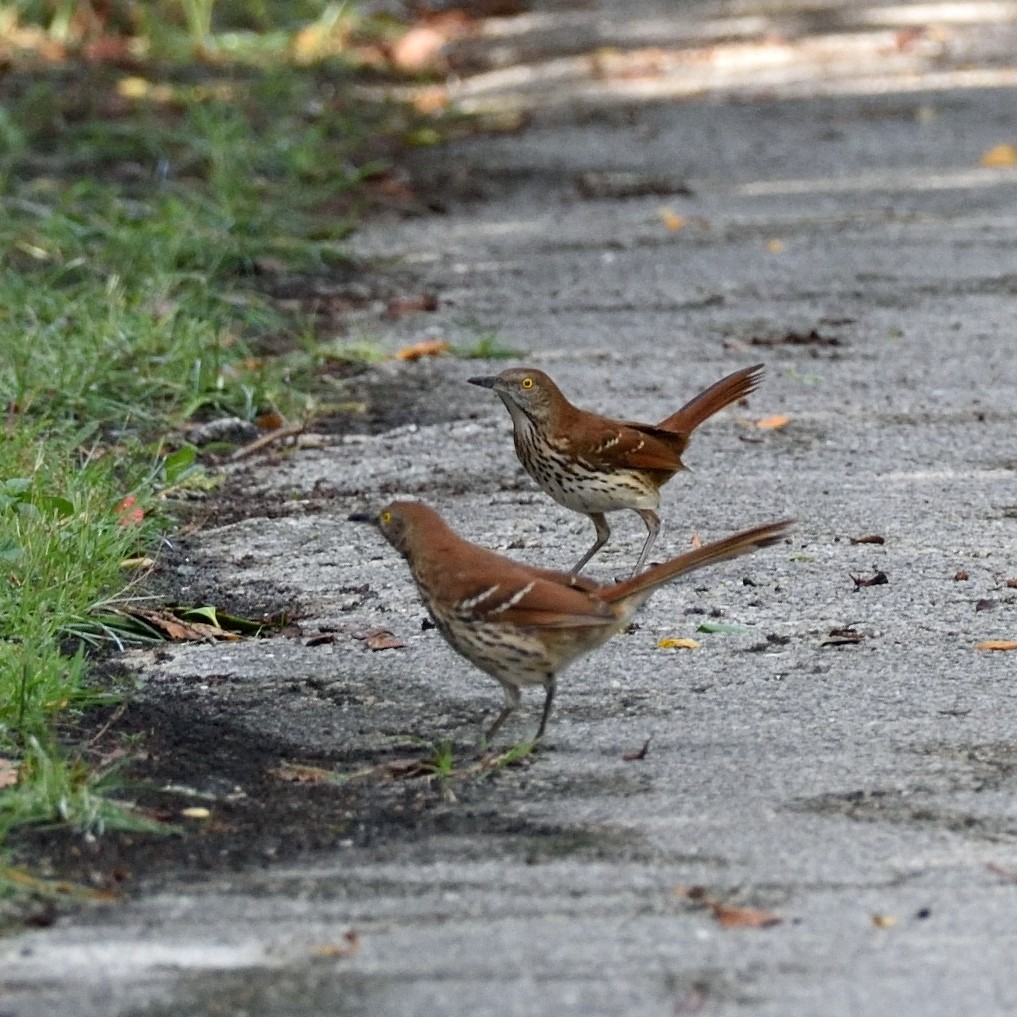 Brown Thrasher - ML383637371