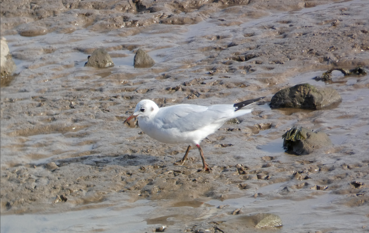 Black-headed Gull - ML383638511