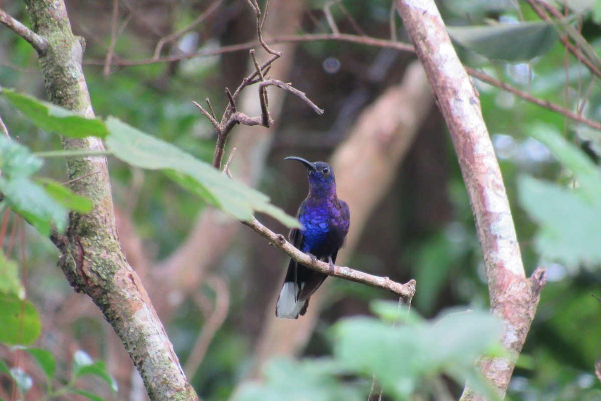 Violet Sabrewing - ML383638921