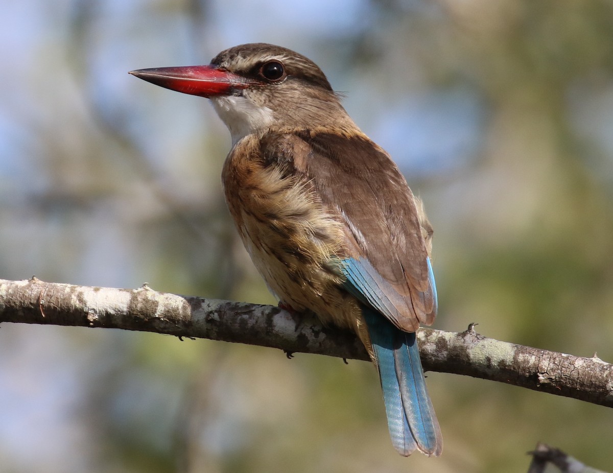 Brown-hooded Kingfisher - Jeffrey Anderson