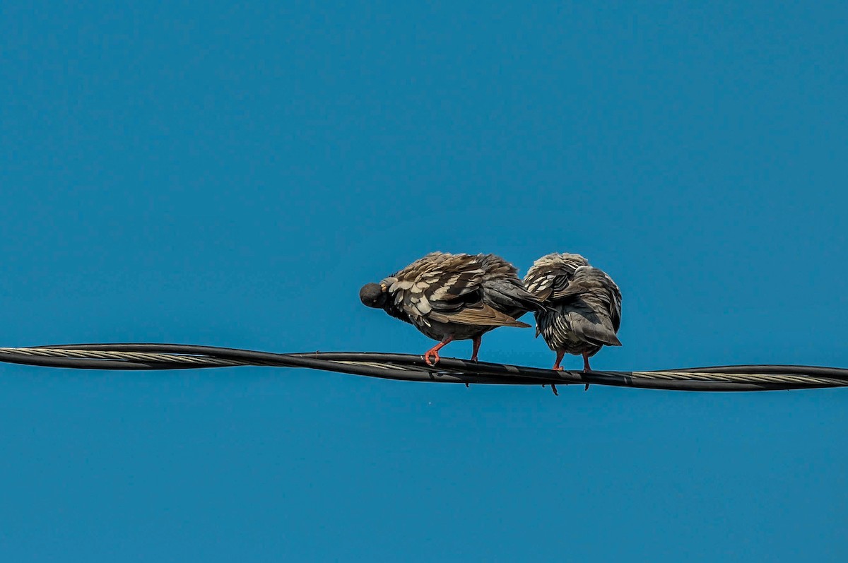 Rock Pigeon (Feral Pigeon) - ML383640911