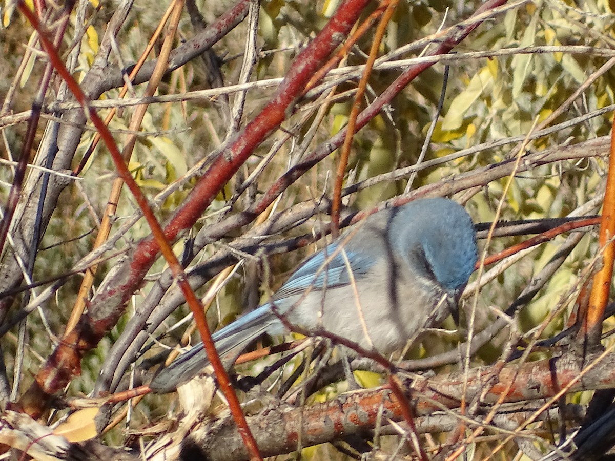 Woodhouse's Scrub-Jay - ML383641011