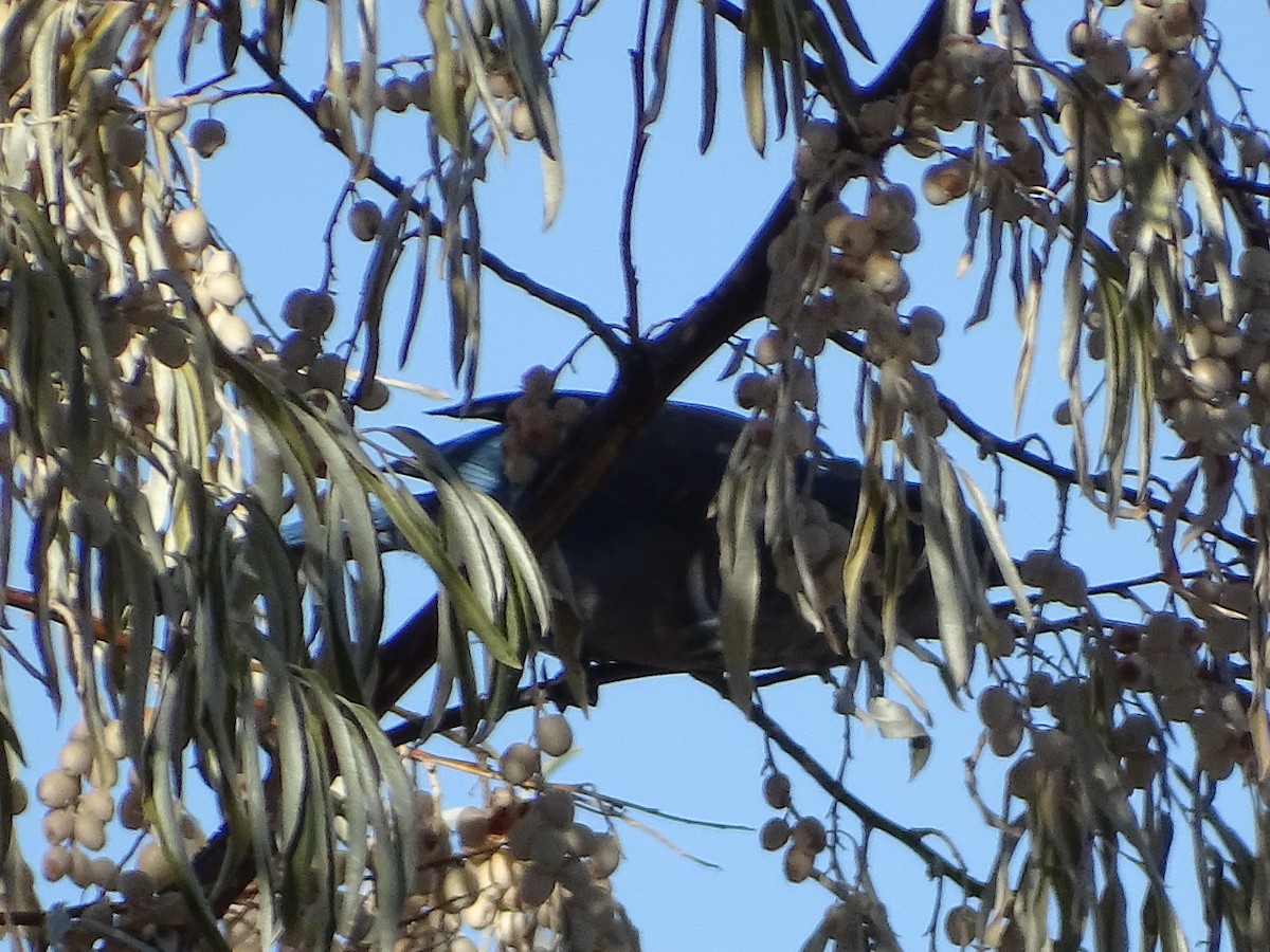 Woodhouse's Scrub-Jay - ML383641111