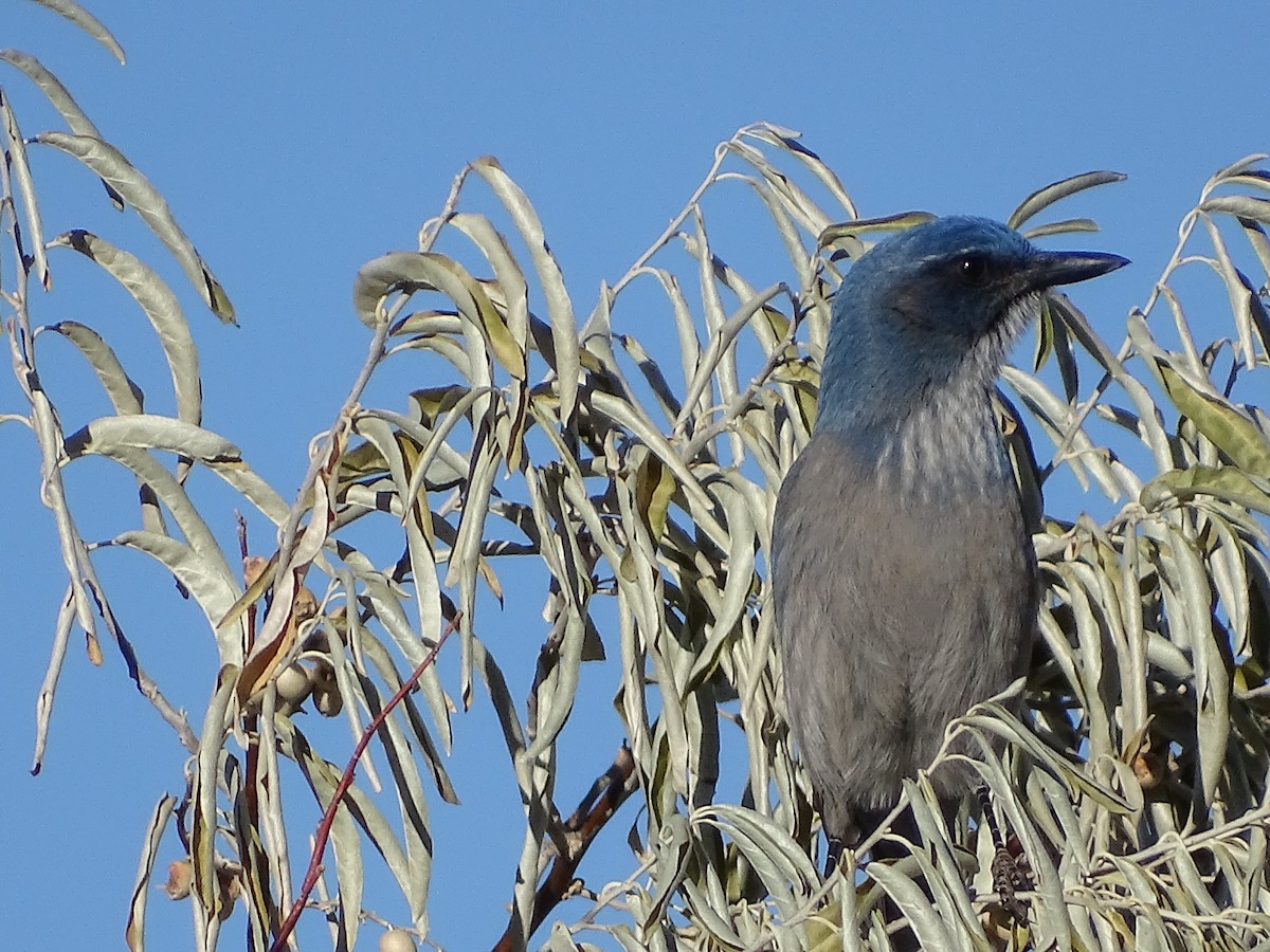 Woodhouse's Scrub-Jay - ML383641141